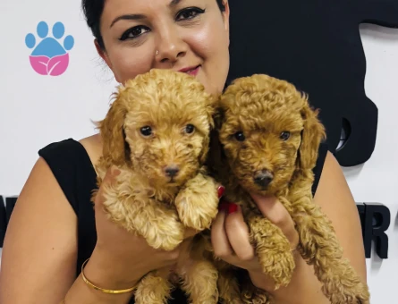 Ufacık poodle yavrularım - 6105