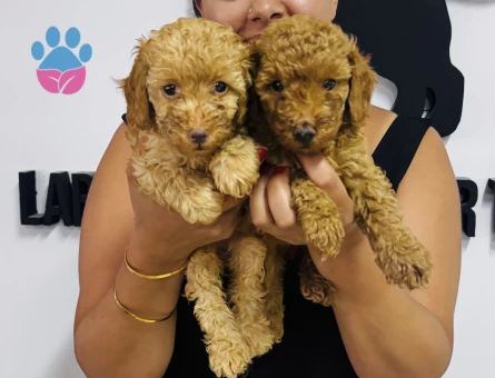 Ufacık poodle yavrularım