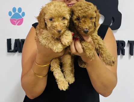 Ufacık poodle yavrularım