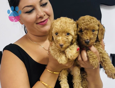 Ufacık poodle yavrularım