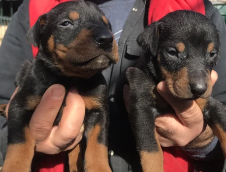 Rezerveye açık doberman yavrularım - 6106