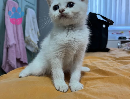 Yavru British Shorthair 2 Aylık
