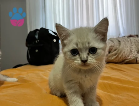 Yavru British Shorthair 2 Aylık