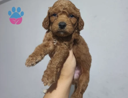 Toy poodle yavrularımız
