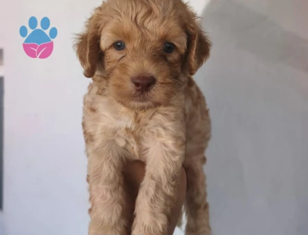 Maltipoo yavruları - 6113