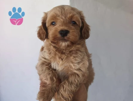 Maltipoo yavruları