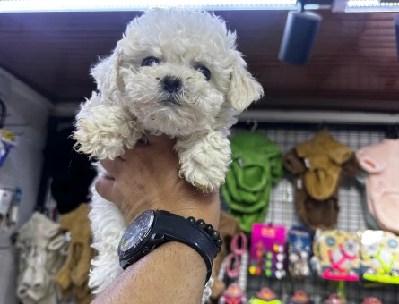 Beyaz Poodle Yavrular - 6116