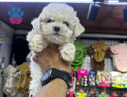 Beyaz Poodle Yavrular