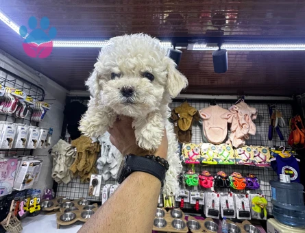 Beyaz Poodle Yavrular