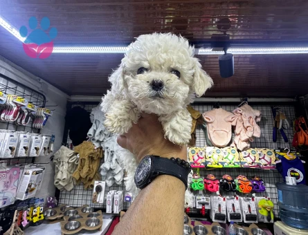 Beyaz Poodle Yavrular