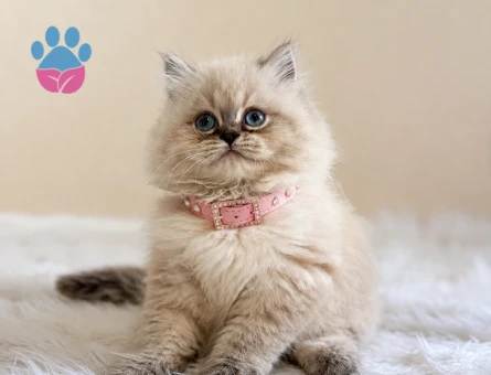 British Longhair Blue Point Afrodit Yuva Arıyor - 6118