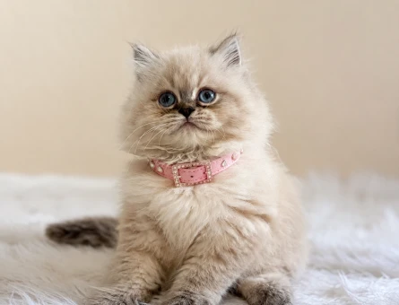 British Longhair Blue Point Afrodit Yuva Arıyor - 6118