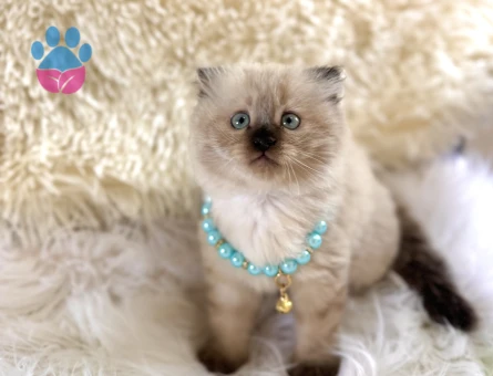Scottish Fold Longhair Çikolata Erkek Yavrumuz - 6119