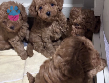 Kore kan toypoodle Adana