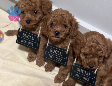 Kore kan toypoodle Adana - 6121