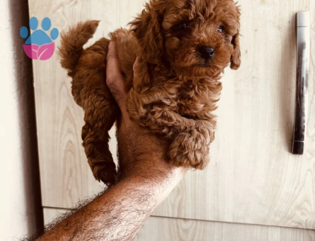 Kore kan toypoodle Adana