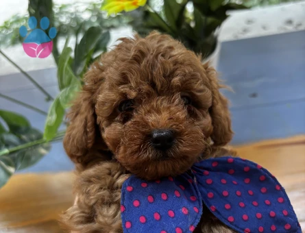 Kore kan toypoodle Adana