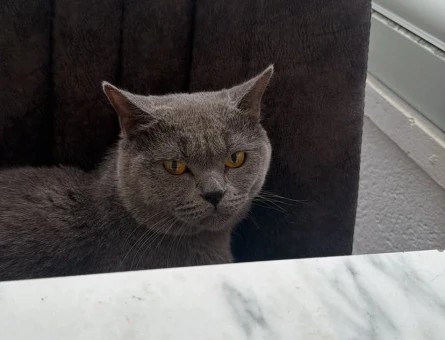 British Shorthair 2 Yaşında - 6133