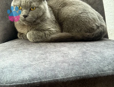 British Shorthair 2 Yaşında