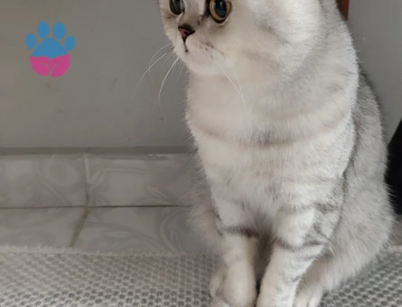 British Shorthair 1 Yaşında