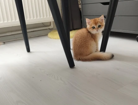 Oyuncu anne altından sağlıklı