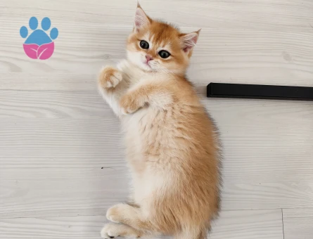 Oyuncu anne altından sağlıklı