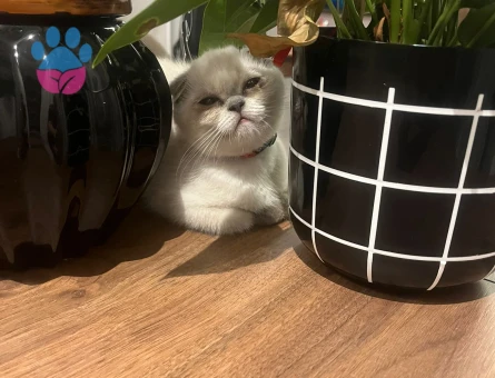 Scotısh foold dişi yavrumuz