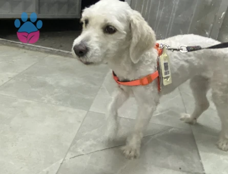 Malsete terrier - 7539 - Görsel 3