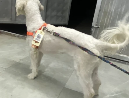 Malsete terrier - 7539