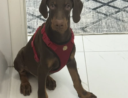 SAFKAN KIZIL DOBERMAN 3 AYLIK - 7540
