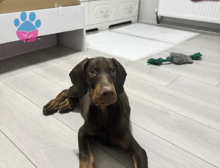 SAFKAN KIZIL DOBERMAN 3 AYLIK - 7540 - Görsel 5