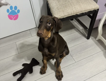 SAFKAN KIZIL DOBERMAN 3 AYLIK - 7540 - Görsel 3