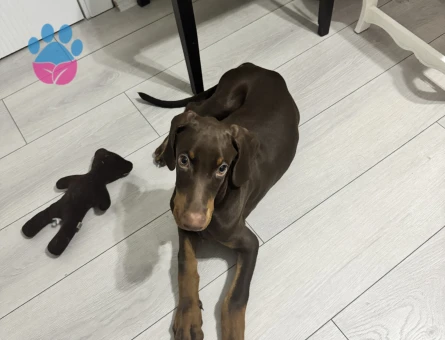 SAFKAN KIZIL DOBERMAN 3 AYLIK - 7540 - Görsel 4