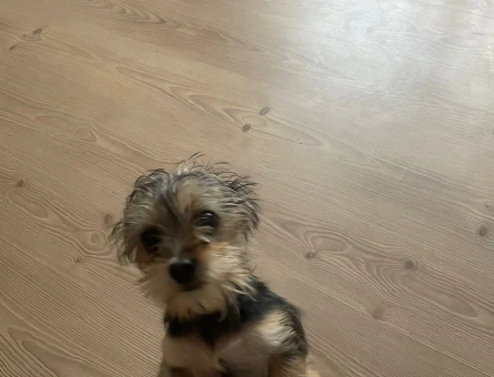 3 aylık terrier yorkshire - 7541