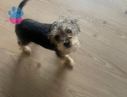 3 aylık terrier yorkshire - 7541 - Görsel 3