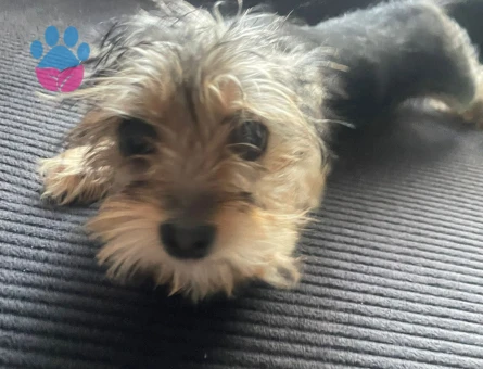3 aylık terrier yorkshire - 7541 - Görsel 4