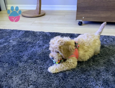 Toy Poodle Yavrusu Sahiplendirilecektir - 7542 - Görsel 5