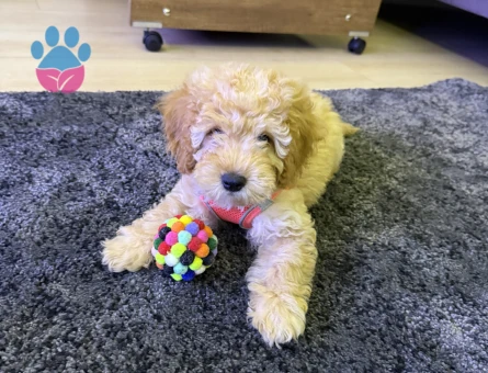 Toy Poodle Yavrusu Sahiplendirilecektir - 7542