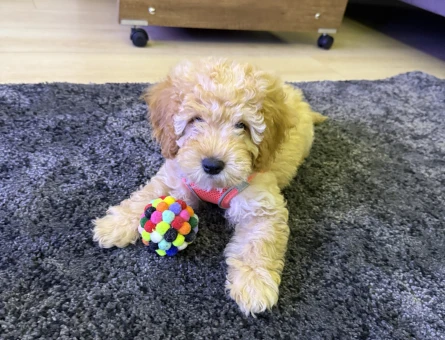 Toy Poodle Yavrusu Sahiplendirilecektir - 7542