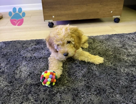 Toy Poodle Yavrusu Sahiplendirilecektir - 7542 - Görsel 3