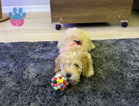 Toy Poodle Yavrusu Sahiplendirilecektir - 7542 - Görsel 4