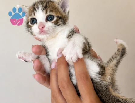 Minik yavrularımıza sevgi dolu ömürlük yuva arıyoruz 🐾 - 7544