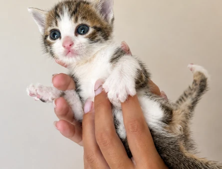 Minik yavrularımıza sevgi dolu ömürlük yuva arıyoruz 🐾 - 7544