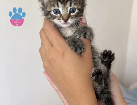 Minik yavrularımıza sevgi dolu ömürlük yuva arıyoruz 🐾 - 7544 - Görsel 3