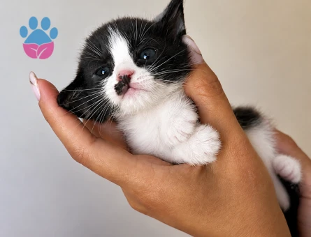 Minik yavrularımıza sevgi dolu ömürlük yuva arıyoruz 🐾 - 7544 - Görsel 4