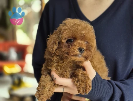 3 Aylık Toy Poodle - 7545 - Görsel 3