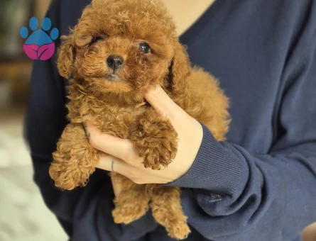 3 Aylık Toy Poodle - 7545