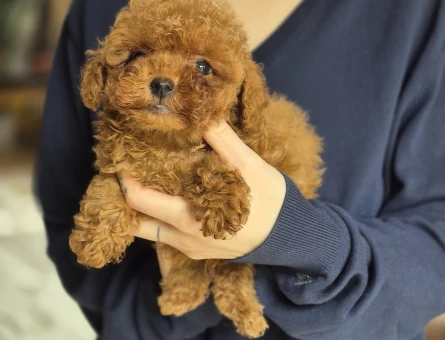 3 Aylık Toy Poodle - 7545