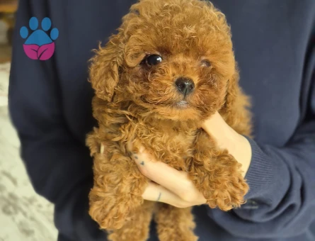 3 Aylık Toy Poodle - 7545 - Görsel 4