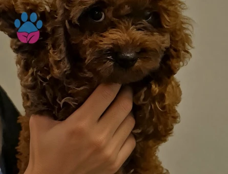 Toy Poodle Erkek Yavru - 7547